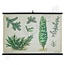 Botanische schoolplaat 'Jeneverbes'