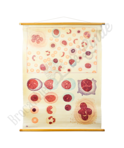 Scheikundige schoolplaat "Bloedcellen"