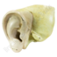 Anatomisch model 'Oor No. 1'