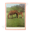 Zoölogische schoolplaat 'Paarden'