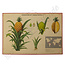 Botanische schoolplaat - Ananas