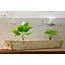 Oude houten cementtrog