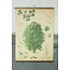 Botanische schoolplaat - Winterlinde
