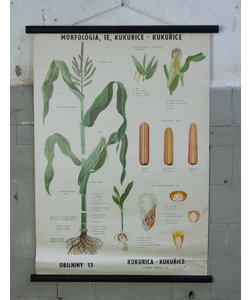 Botanische schoolplaat - Mais
