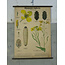 Botanische schoolplaat - Koolzaad