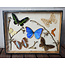 Vlinderlijst - 7 grote vlinders