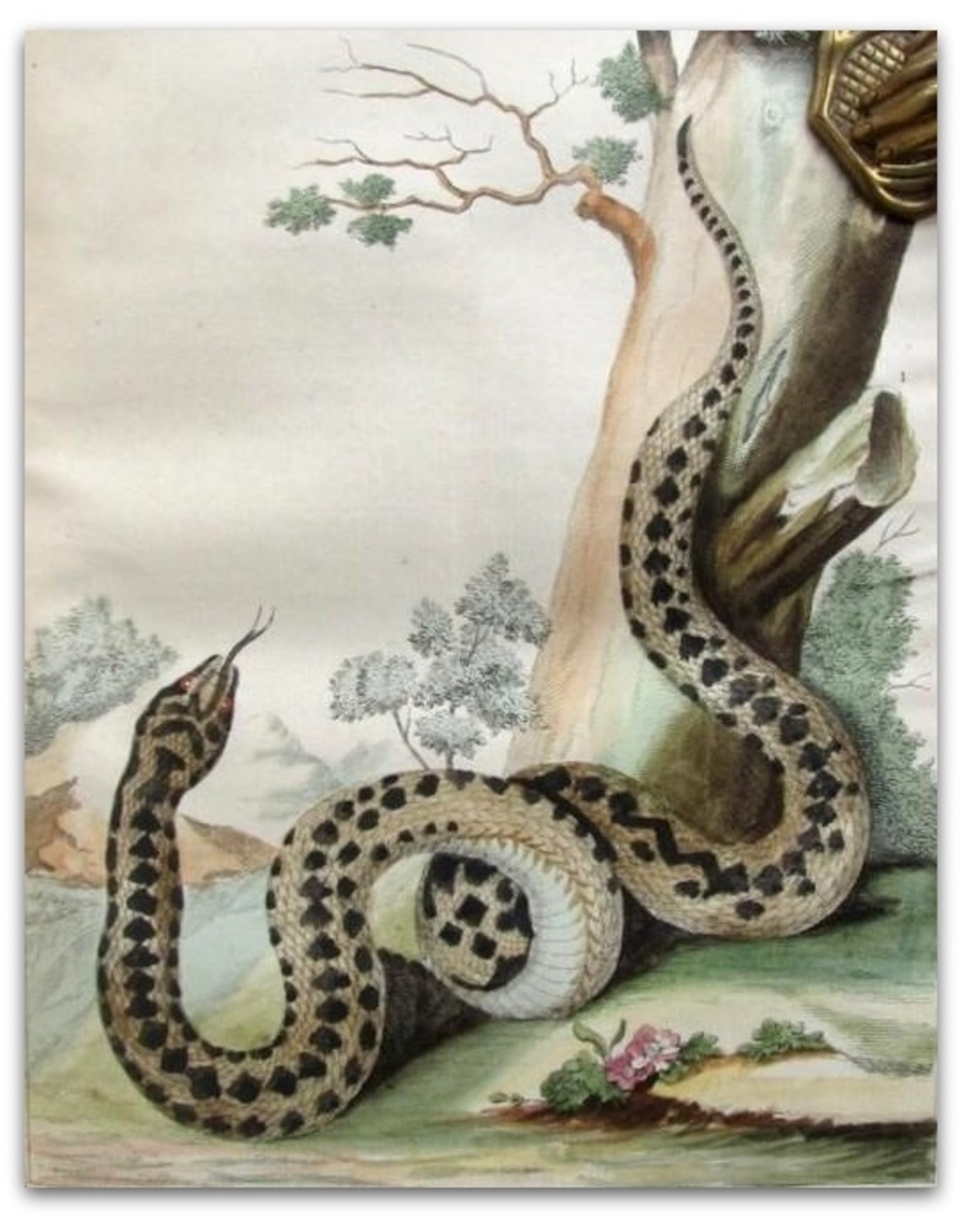 J. van Lier -  Verhandeling over de Slangen en Adders die in het Landschap Drenthe gevonden worden [...]