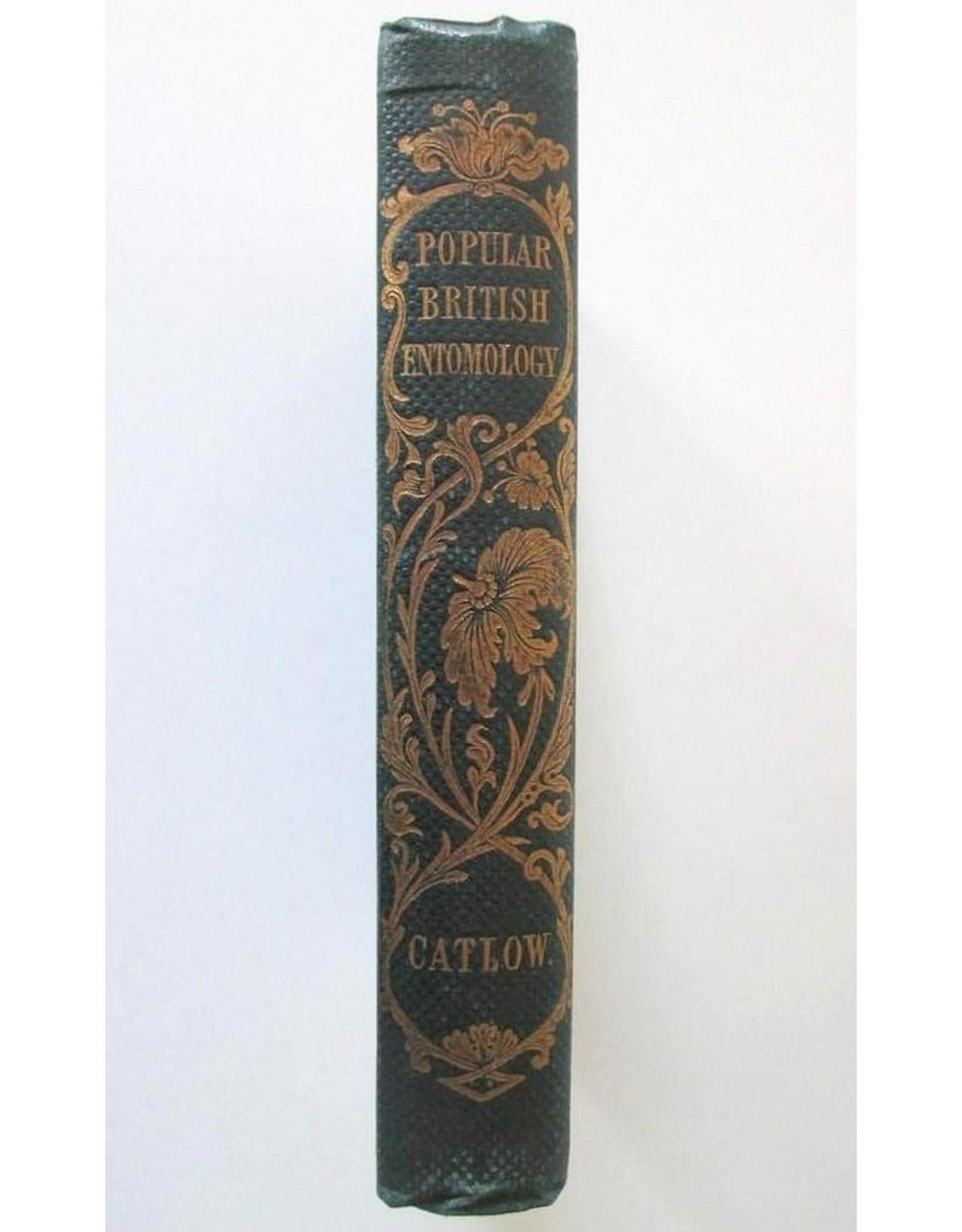 Maria E. Catlow - Popular British Entomology