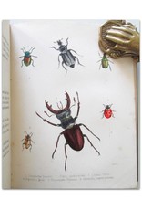 Maria E. Catlow - Popular British Entomology