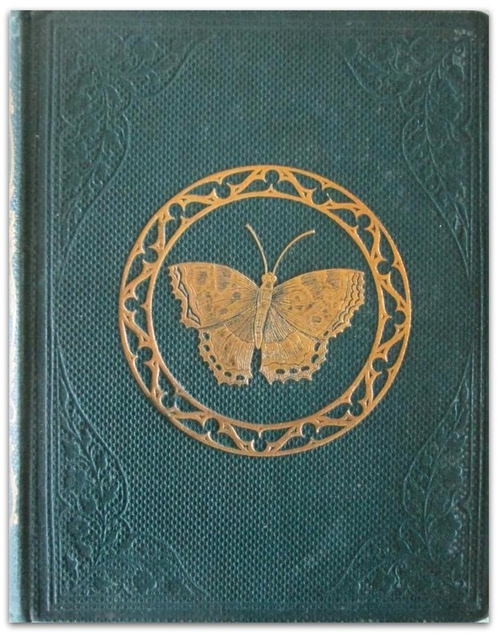 Maria E. Catlow - Popular British Entomology