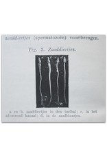 Dr. Emile Boulanger - Handboek voor Gehuwden: Populaire verhandeling over de Geslachtsorganen van den Man en van de Vrouw, [...] Zwangerschap