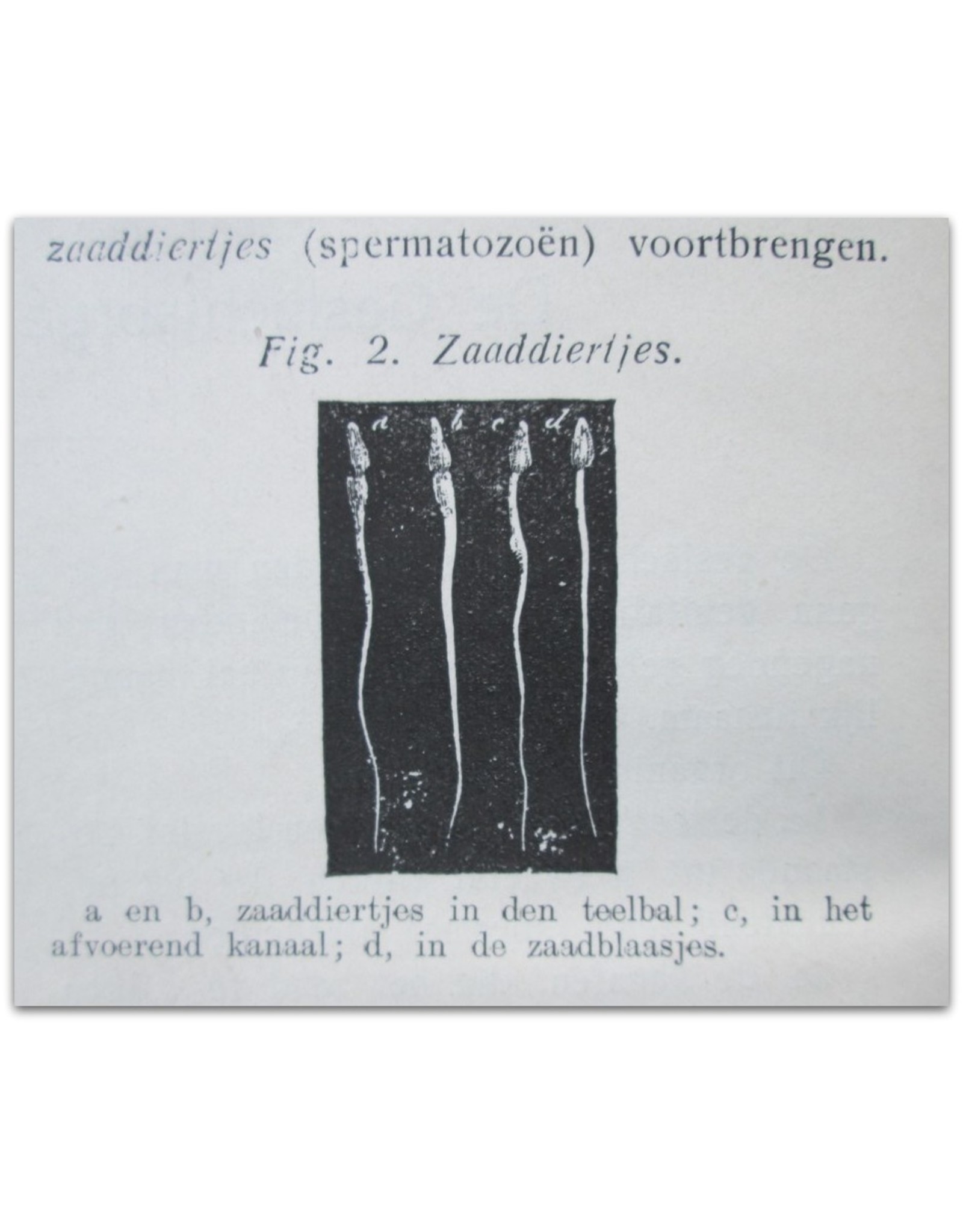 Dr. Emile Boulanger - Handboek voor Gehuwden: Populaire verhandeling over de Geslachtsorganen van den Man en van de Vrouw, [...] Zwangerschap