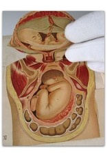 Dr. Arthur E. Giles - Anatomie en Physiologie van de Vrouwelijke Geslachtsorganen en van de Zwangerschap. Met verklarenden Tekst [...]