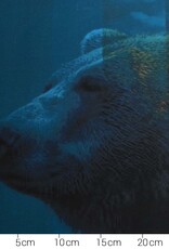 Paneel jersey Bruno bruine beer 110x150cm