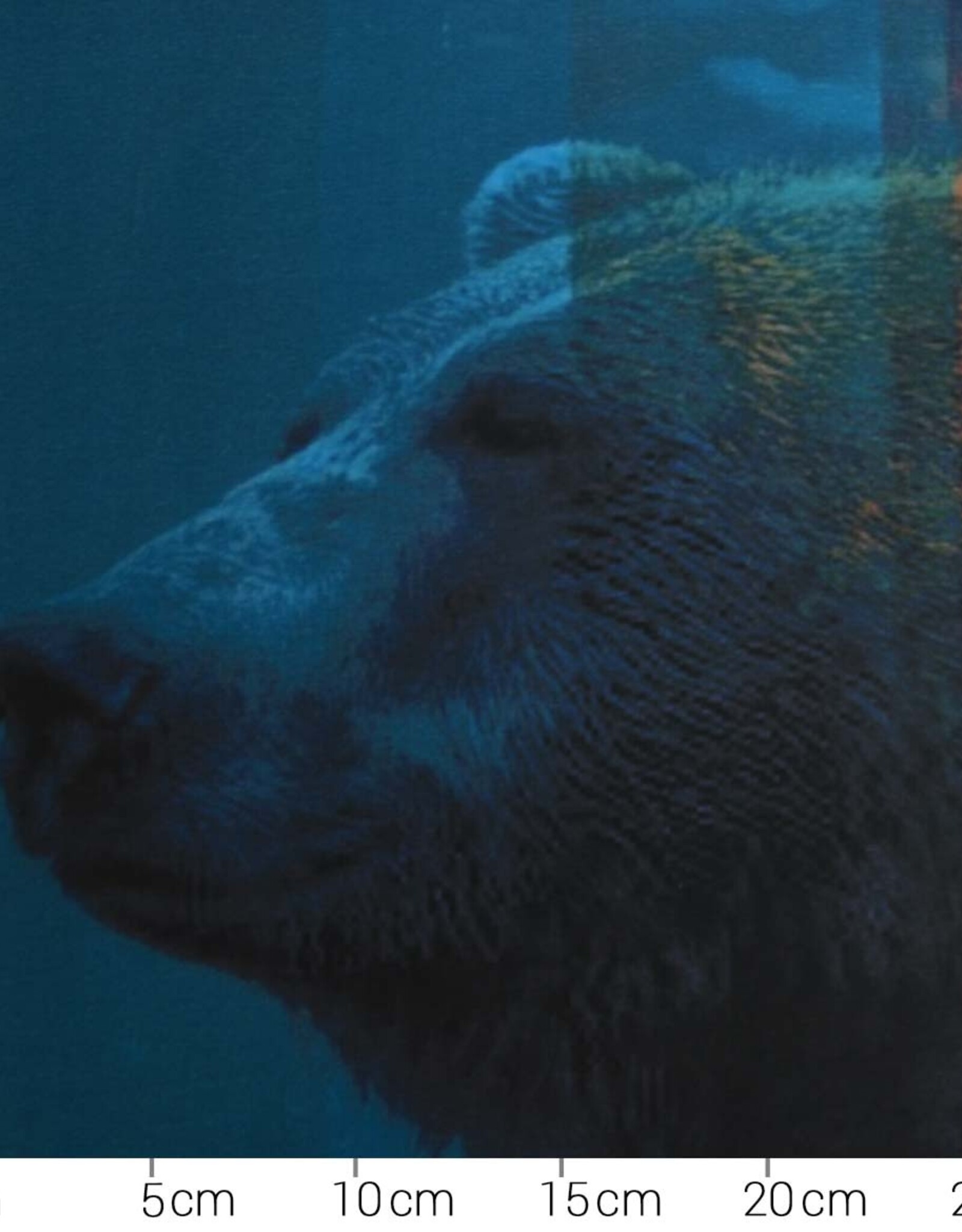 Paneel jersey Bruno bruine beer 110x150cm