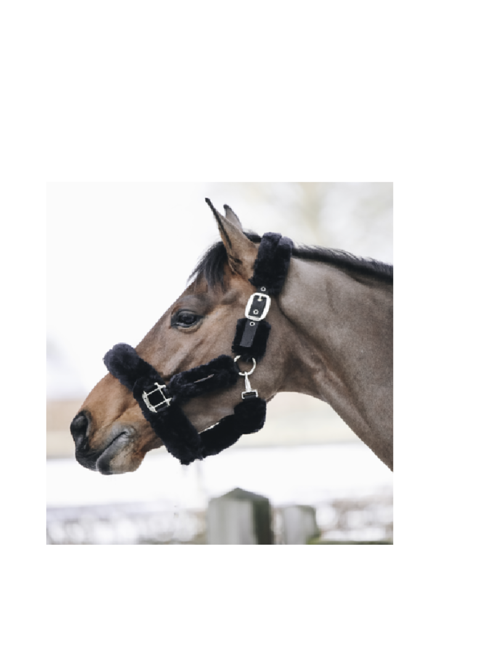 Kentucky Kentucky  Wol Halster