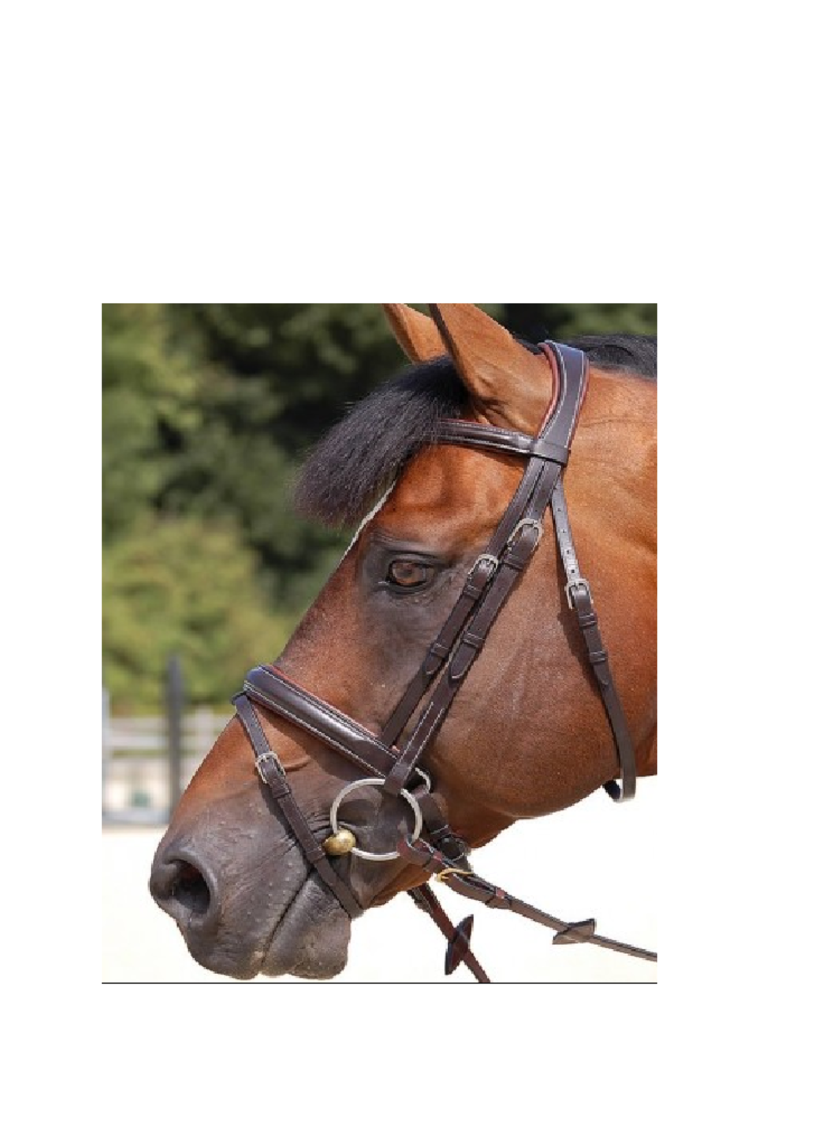 Dyon Dyon Classic Gecombineerde Aansnoer Neusriem Hoofdstel
