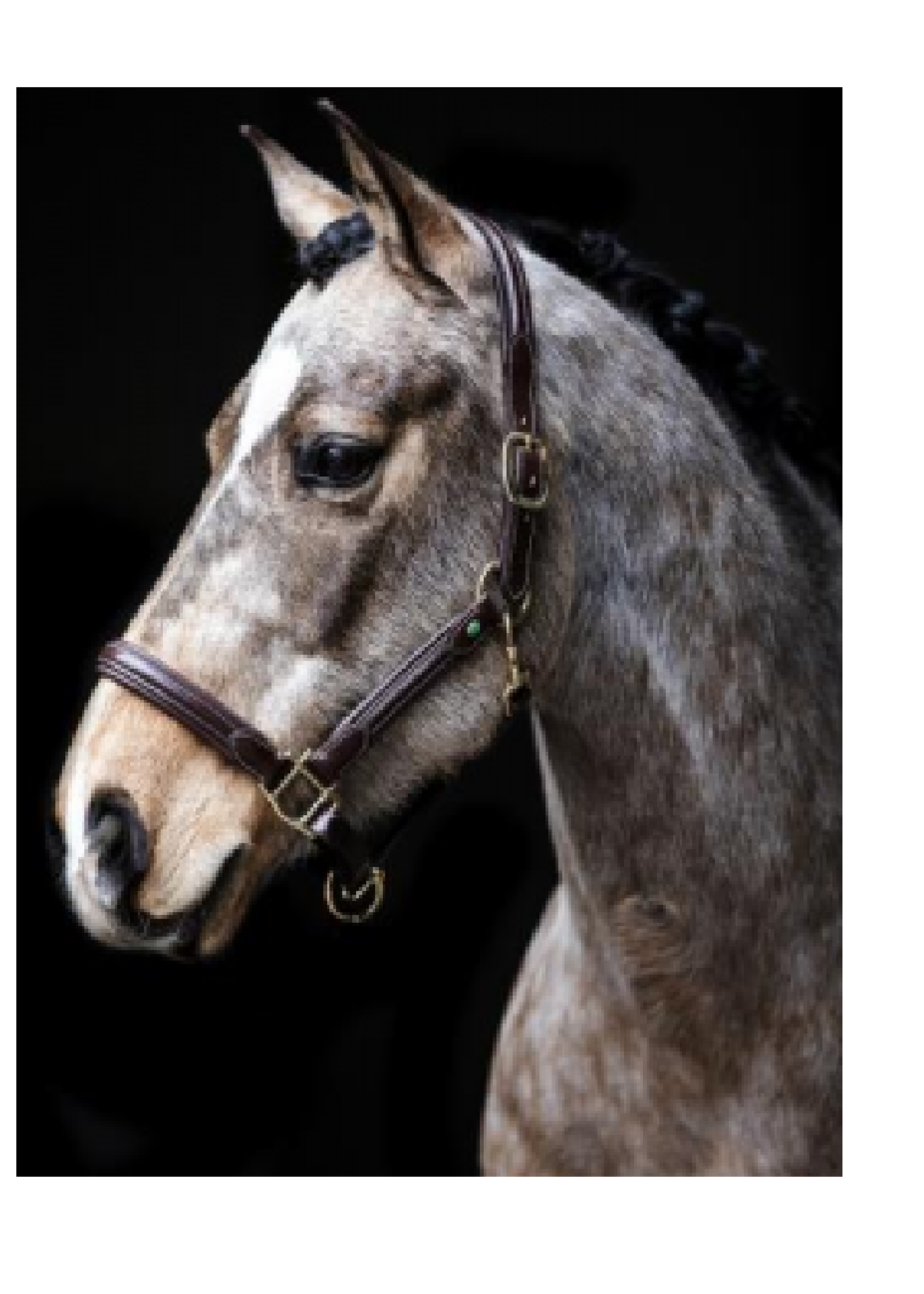 LJ Leathers LJ  Leren Halster