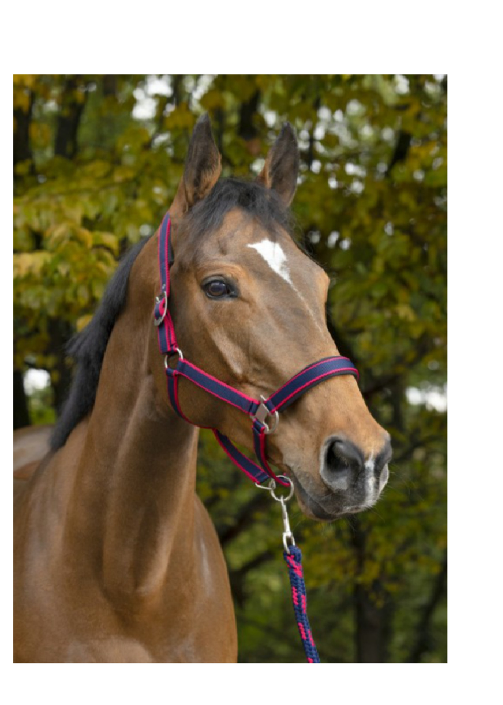 Equithème Equitheme Satiné  Halster + Koord