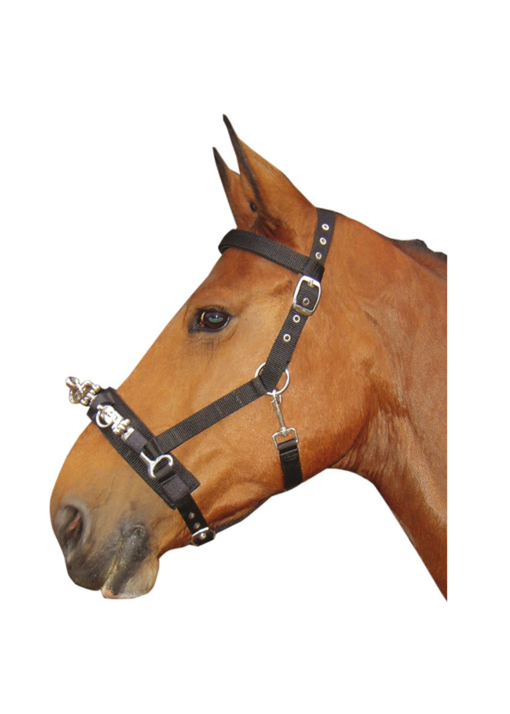 Harry’s horse Harry Longeer Kaptoom