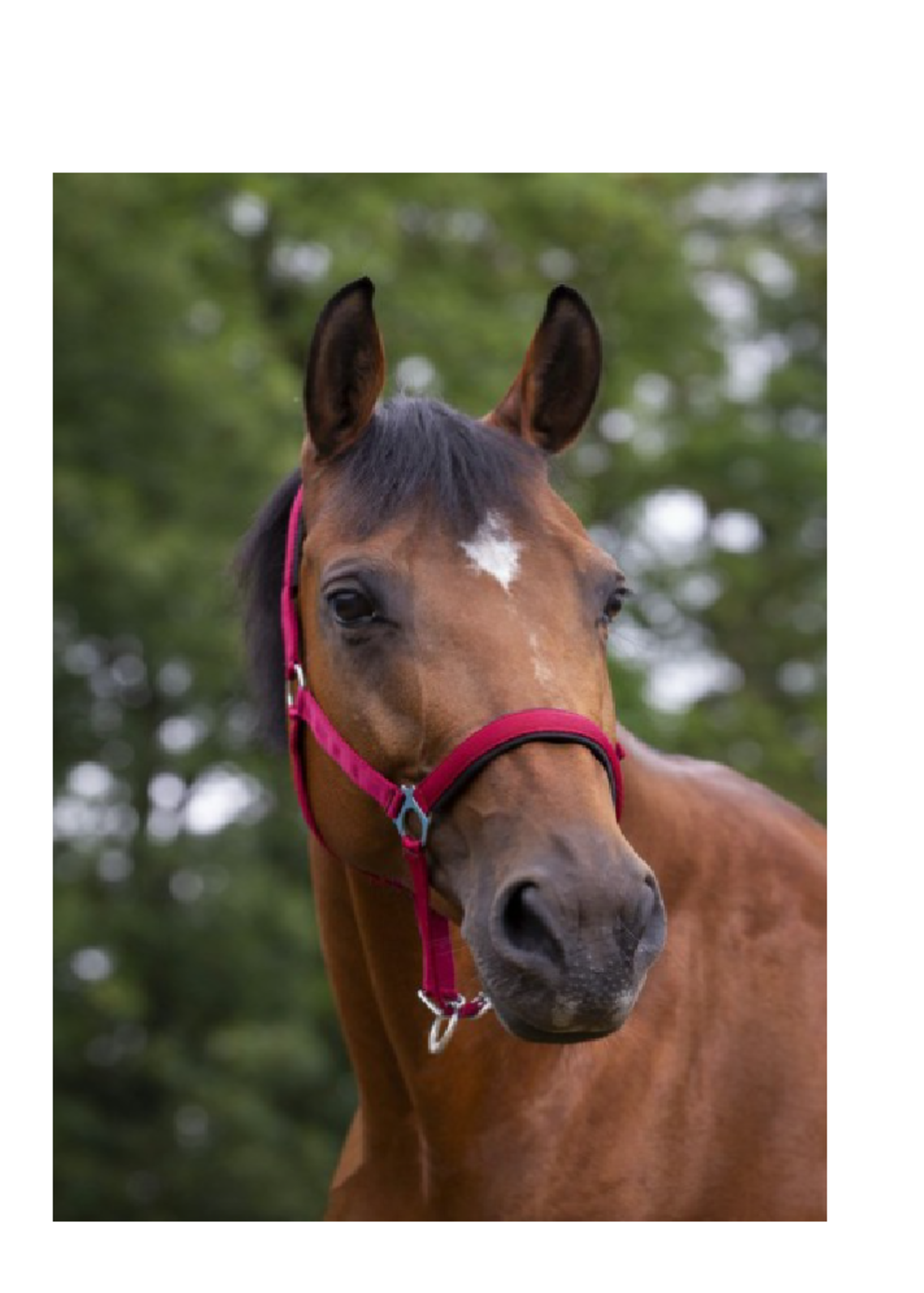 Norton Norton Nylon Halster