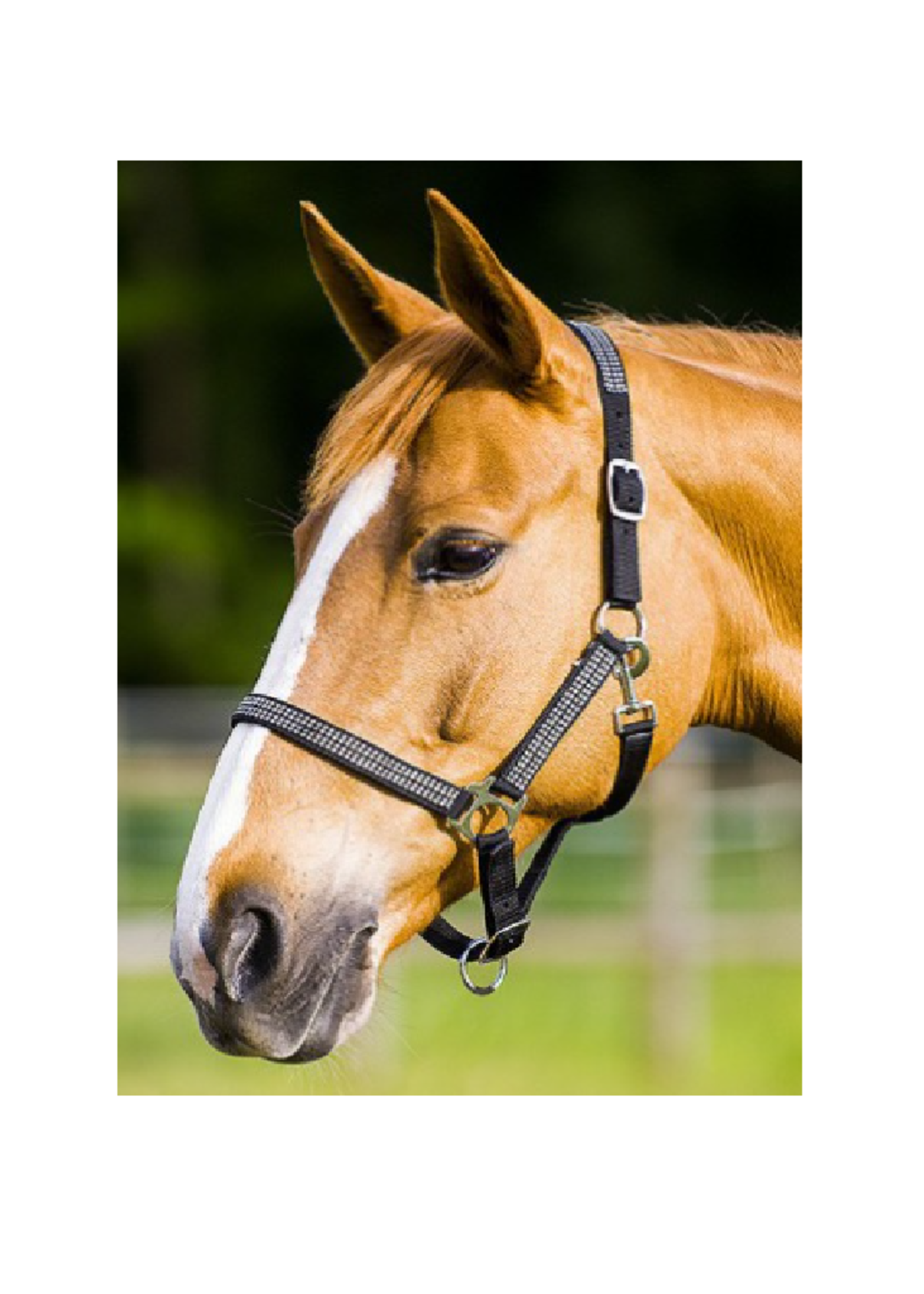 Norton Norton diamond halster