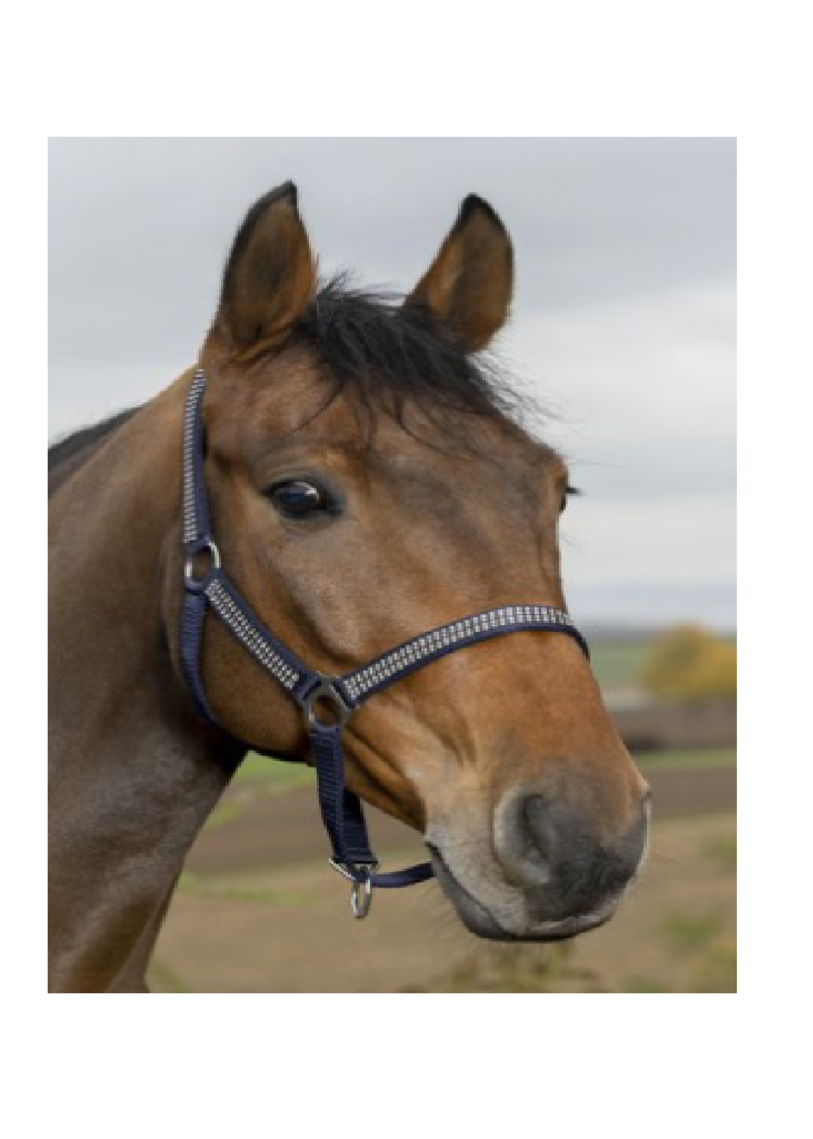 Norton Norton diamond halster