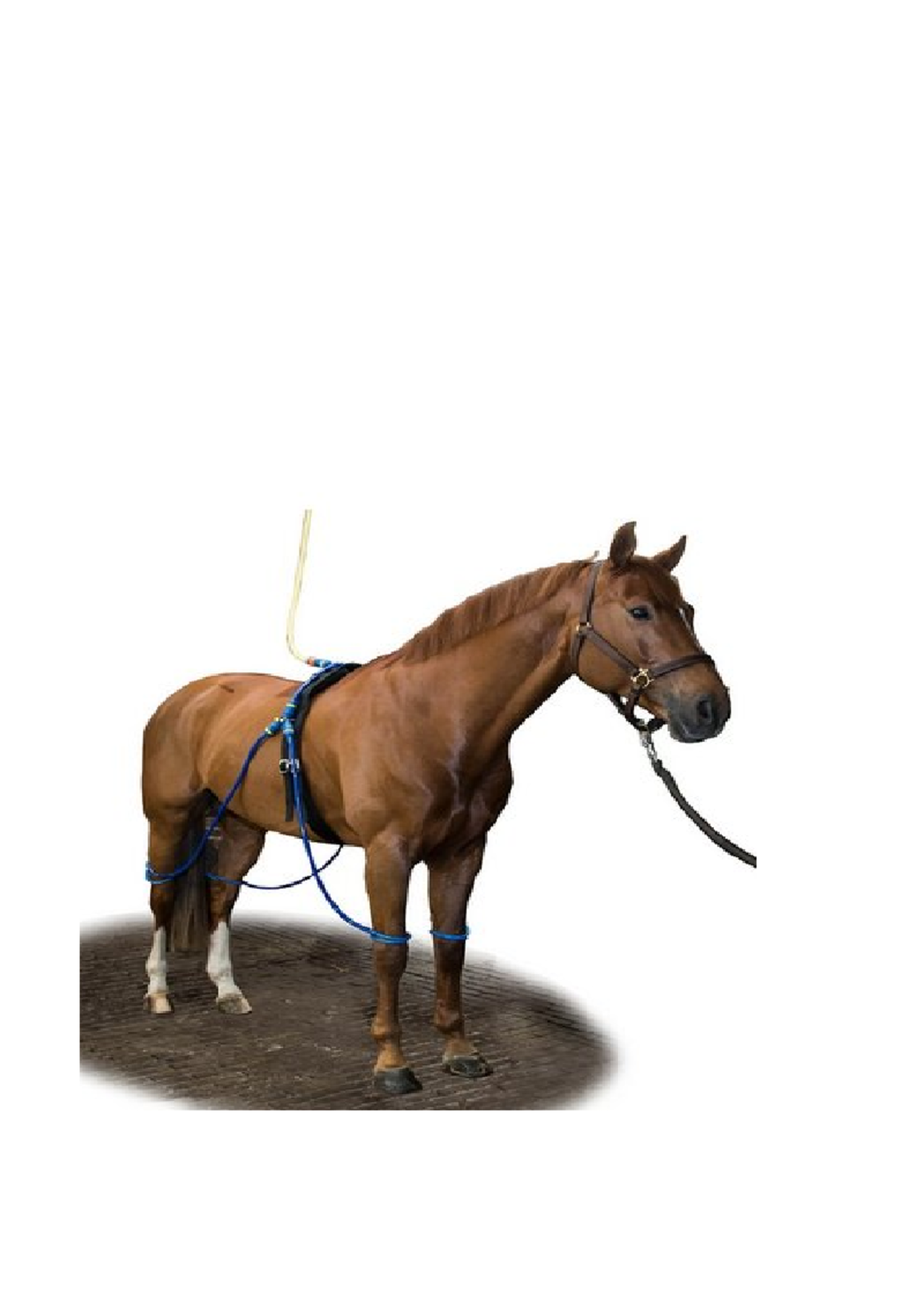 Equine Equine Legcooler