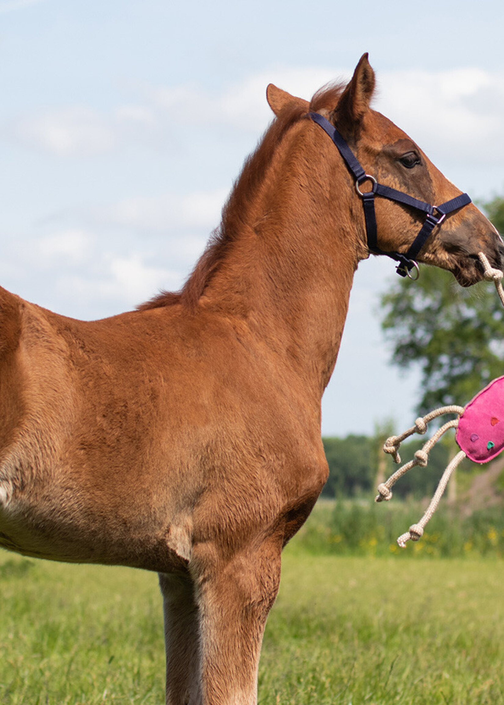 QHP QHP paardenspeelgoed 5190