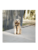 Kentucky Kentucky Hond Active Velvet Harnas