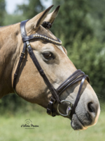 LJ Leathers LJ Dorado , lak,  aansnoer Hoofdstel