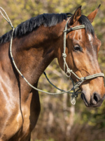 QHP QHP  Touw  Halster Set