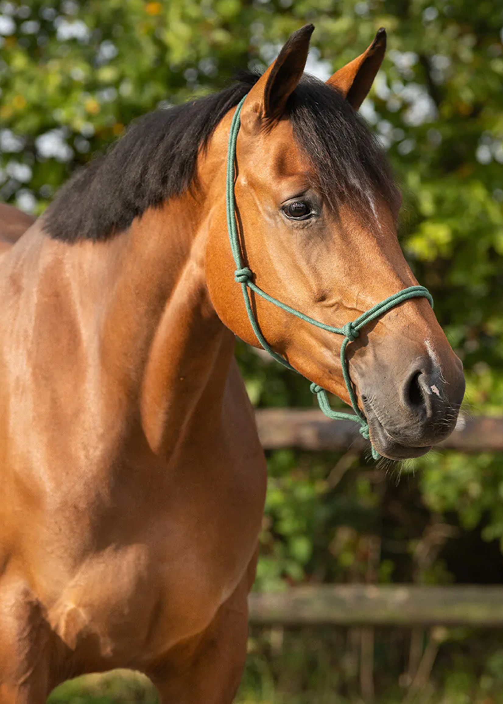 QHP QHP Basic Touw  Halster 1111