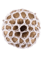 BR BR Diamond Knotnet