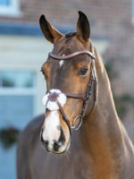 LeMieux Lemieux Arika Grackle Mexicaans  Hoofdstel