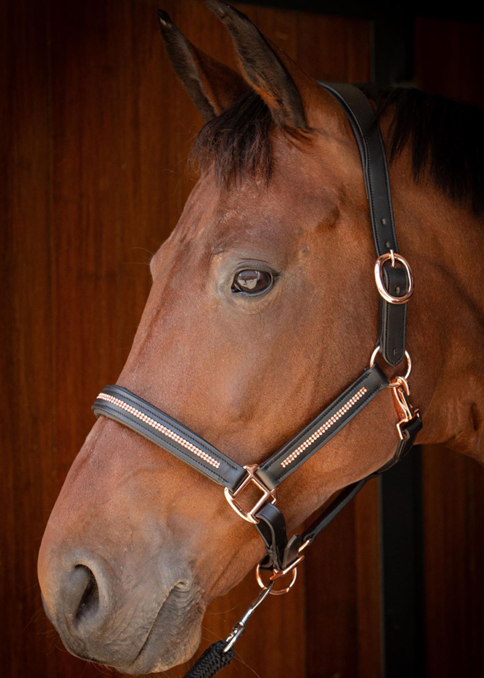 Harry’s horse Harry leder Megallic  Halster 28500006