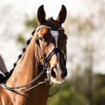 Hoofdstellen & Toebehoren 