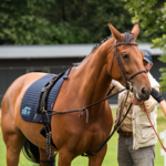 Longeren & Grondwerk