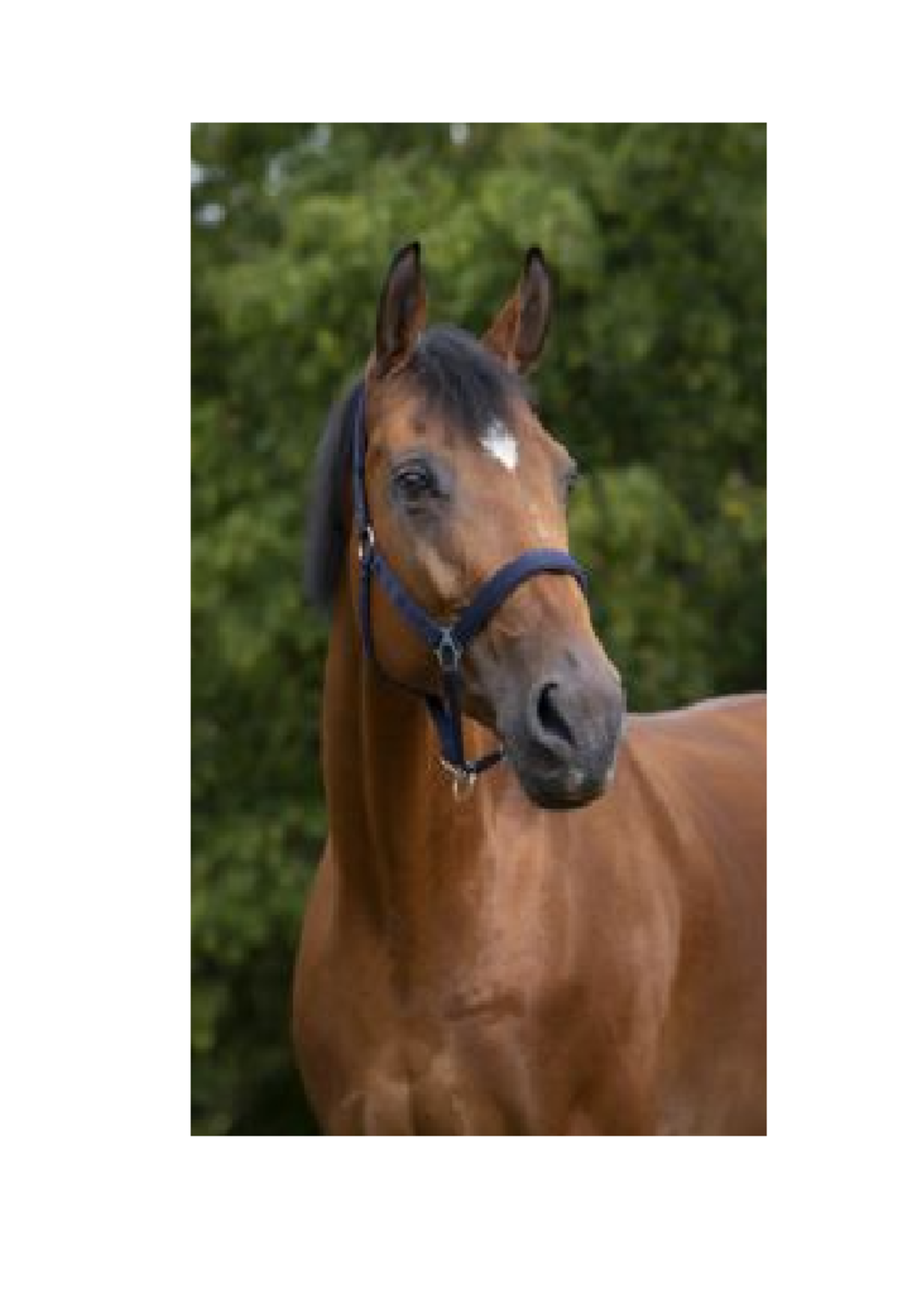 Norton Norton Nylon Halster