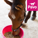 Likstenen & beloningen 