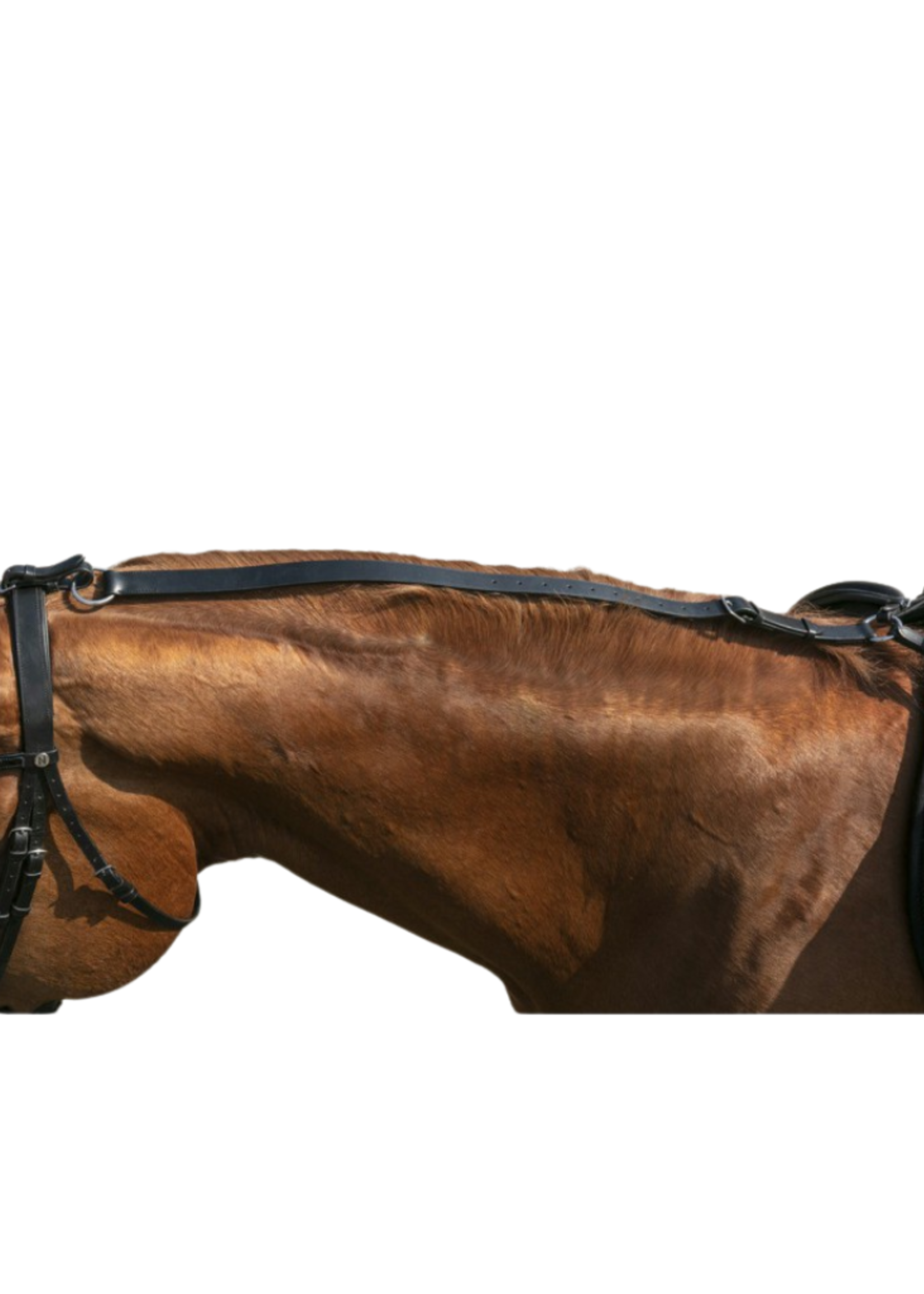 Norton Norton Anti-kantel riem  306391