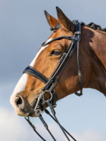 Passier Passier Highscore Stang&Trens Hoofdstel