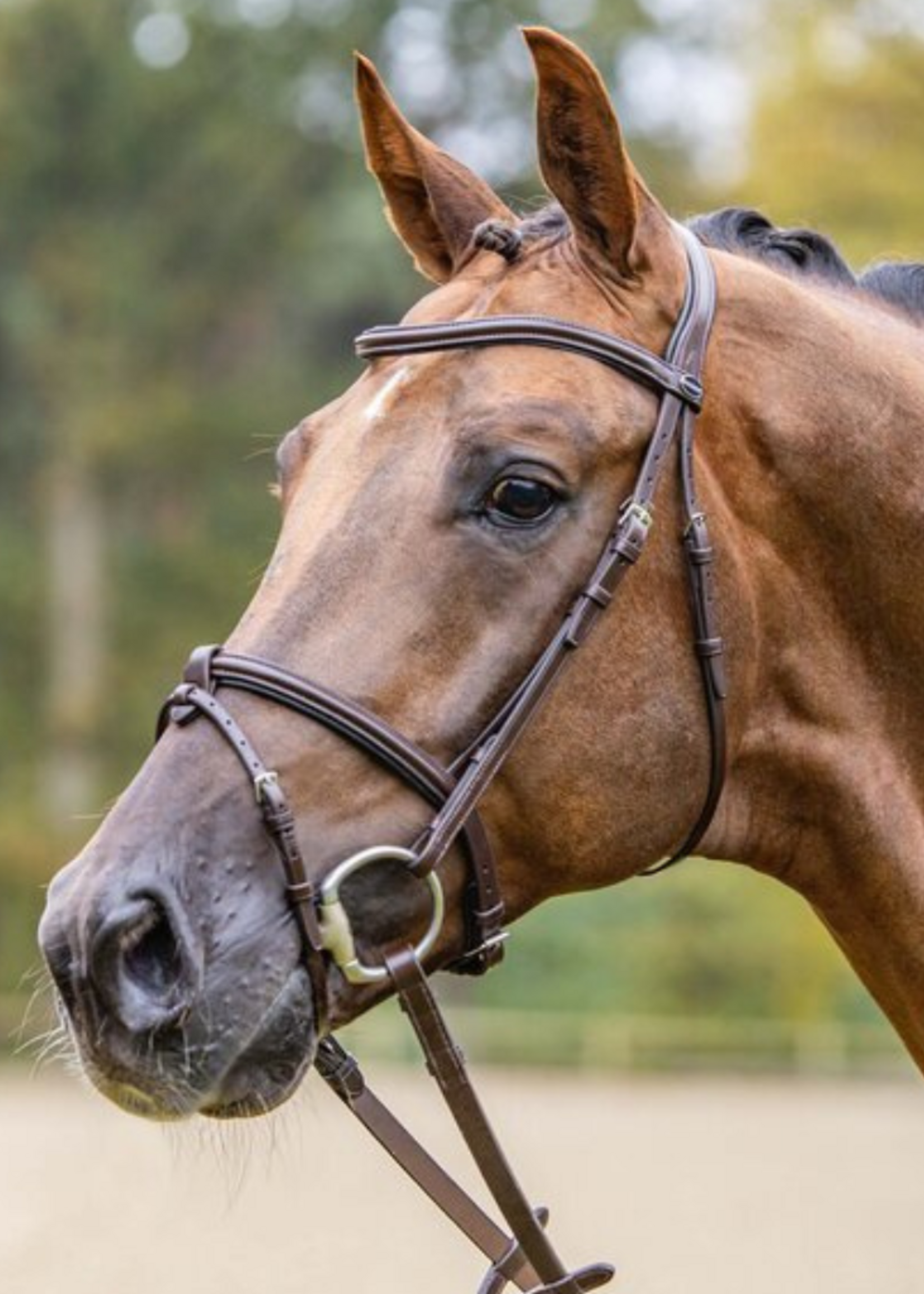 Passier Passier Gecombineerd Hoofdstel 815