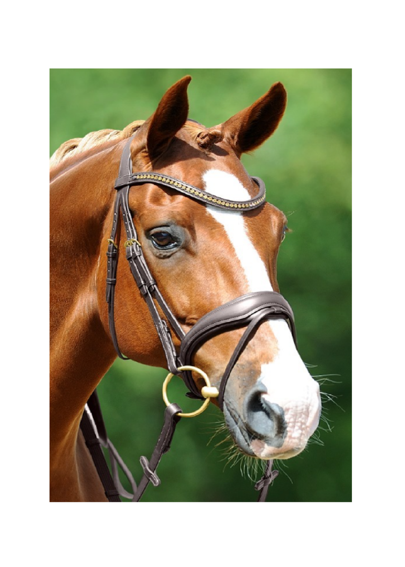 Passier Passier Blu Spirit M strass Front  Gecomb. Hoofdstel 825