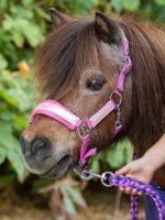 Harry’s horse Harry Diva Violet  Halster
