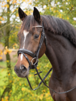 QHP QHP Sunset Hoofdstel