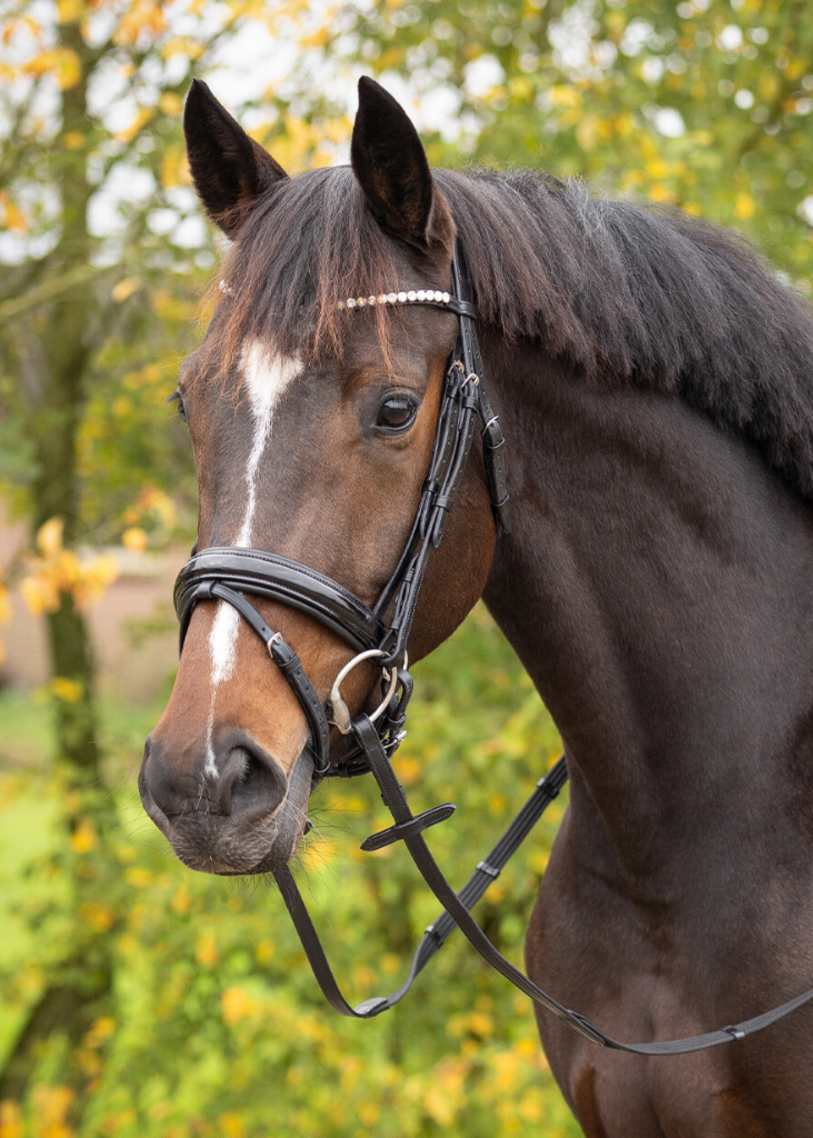 QHP QHP Sunset Hoofdstel 9111