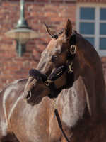 Eskadron Eskadron Heritage Faux Fur Double Pin Halster  Black Truffle