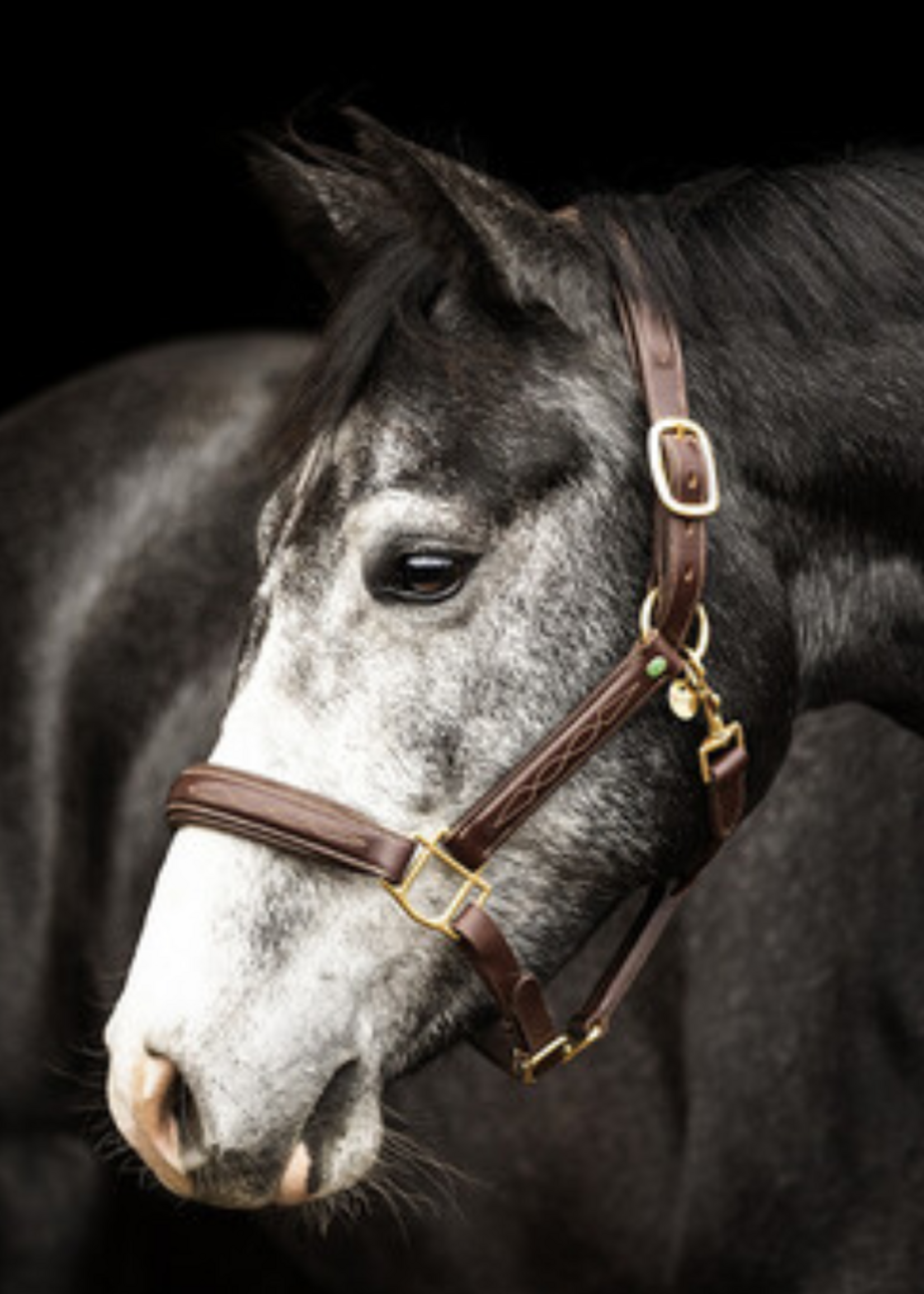 LJ Leathers LJ Fancy Leren Halster 205