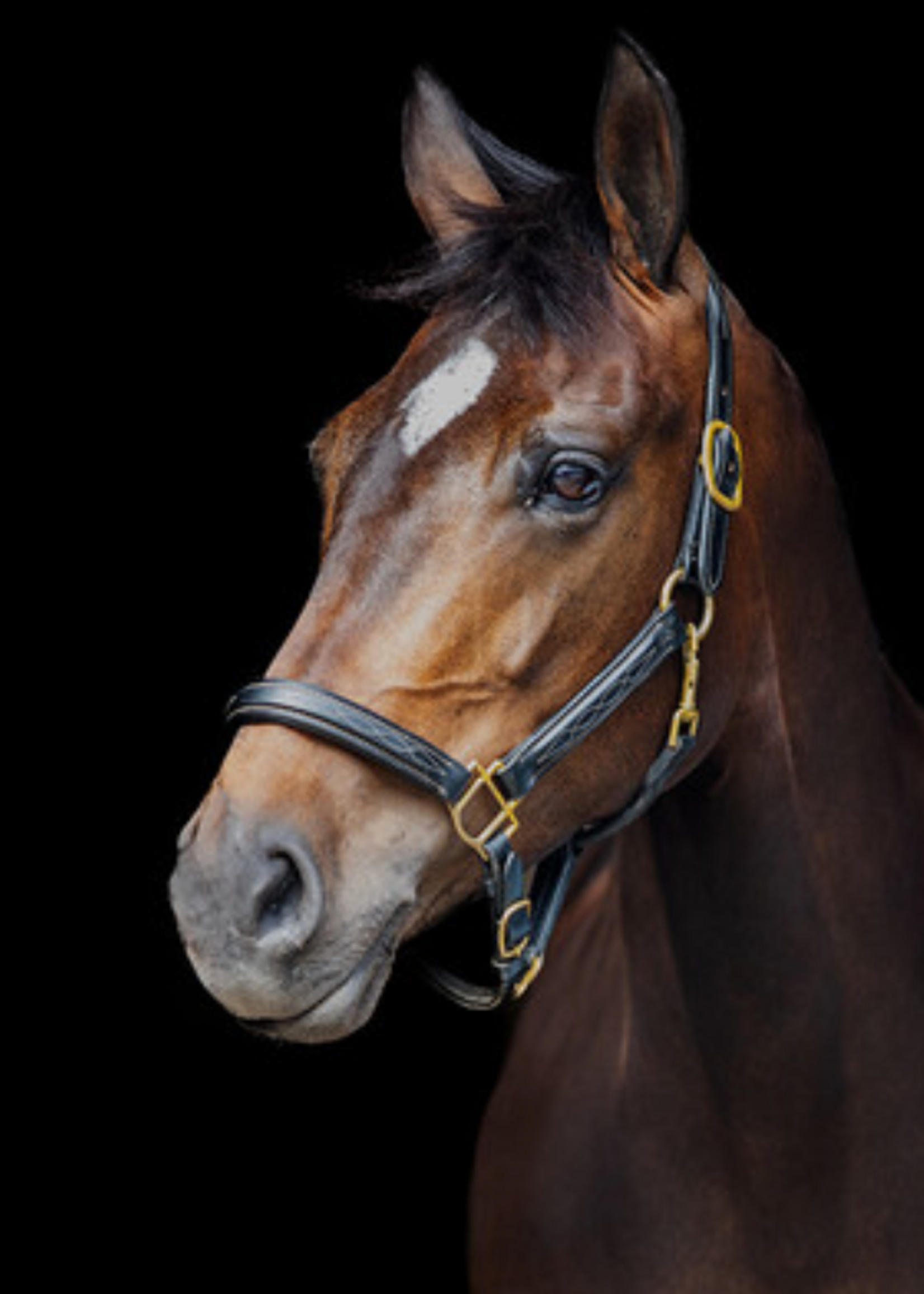 LJ Leathers LJ Fancy Leren Halster 205